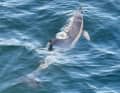 The grinde crew of the "Bailey" encountered two as yet unknown dolphins south of Marstal