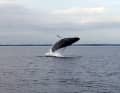 Une baleine à bosse en train de sauter dans le fjord de Flensburg, vendredi dernier, il y en avait deux (image symbolique)