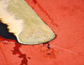 2. the first cut into the flesh. A nest is immediately hit, from which acid drips. The ablation width is four centimetres