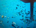 Christian Sauer went swimming in a calm and was joined by a school of fish.