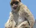 Gli attenti macachi di Barberia osservano tutto da vicino