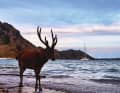 Nanu, on ne s'attend pas vraiment à voir des cerfs en Indonésie. Pourtant, il y en a ici. Un cerf du Timor de belle taille se promène tranquillement sur la rive d'une baie d'ancrage.