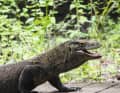 À Komodo, le premier varan ne se fait pas attendre.