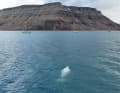 Un visitatore speciale: una balena beluga.