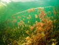 Deadly trap: fish and other animals die an agonising death in lost or abandoned nets