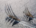 Potete trovare scene come queste a Les Voiles de Saint-Tropez
