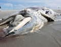 The animal was around ten metres long.