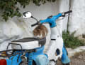 Eine Katze hat es sich auf einem Moped gemütlich gemacht