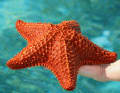 Le stelle marine nelle Exumas