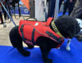 Secumar has developed a new lifejacket for four-legged friends