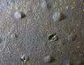 Osmosi e sfarinamento: Le imbarcazioni costruite fino al 1985 possono essere colpite dalla malattia della vetroresina. L'acqua penetra nel laminato, scioglie la resina e crea una pressione osmotica che può distruggere il laminato. Il restauro è costoso. È più facile riparare da soli il gelcoat, spesso sfarinato, che è anche solo un difetto estetico.