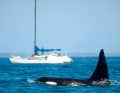 Orca vor einer Yacht