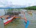 L'équipe a planté 820 000 mangroves aux Philippines pour compenser ...
