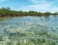 ... which absorb the greenhouse gas and bring further benefits