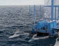 "The SeaCleaners" wants to fish plastic waste out of the sea with the "Manta"