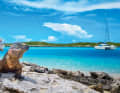 Un gruppo di iguane vive su Allen's Cay, nella catena delle isole Exumas. I gatti possono ancorare in acque poco profonde vicino alla riva.