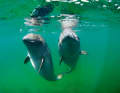 Schweinswale in der Ostsee