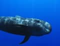 Film 3: NIKA – The Pilot Whale – Auf einer Beobachtungsmission vor der Küste Teneriffas macht der Meeresbiologe Felipe Ravina die Bekanntschaft eines besonders neugierigen Grindwals.