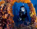 Example of a successfully created artificial reef: a decommissioned Coast Guard ship sunk off Florida