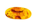 The gold of the Baltic Sea: amber in the boat protects against storms