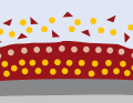 Self-polishing or eroding: A water-soluble resin system is mixed with biocides. The colour and active ingredients break down evenly during sailing. If the yacht is moved regularly, there is always a fresh layer of active ingredient on the surface. In principle, the protection works as long as the paint is still present. Can be repainted without sanding