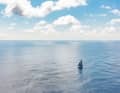 A picture that describes the solo challenge of the Vendée Globe in the race around the world well