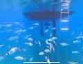 Poissons dans la Cala Lunga sur l'île de Razzoli.