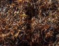 The seaweed in its dried state