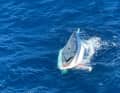 Die gekentere Yacht