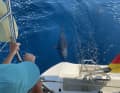 Recordings of tuna interactions