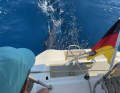 Recordings of tuna interactions
