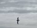 The albatross was photographed by the "L'Occitane en Provence" skipper Clarisse Crémer, who also fell far behind with Sam Davies.
