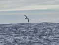 Dieser schöne Albatross flog Jean Le Kam vor die Linse.