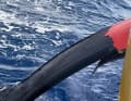 La lamina portuale rotta di "Malizia - Seaexplorer".