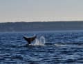 Excerpts from a video show the whale splashing around with its fin