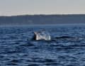 It was spotted during a tuna safari at the Øresund Aquarium