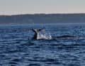 The beaked whale spotted in Øresund in action