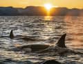 The great killer whale, also known as the orca, is at home in all the world's oceans. It feels particularly at home in the northern coastal waters