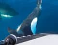 Les scènes qui nous sont parvenues sont toujours similaires. Les orques s'approchent du yacht et attaquent le safran