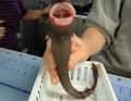 The cat is said to have been attacked by such cookie cutter sharks