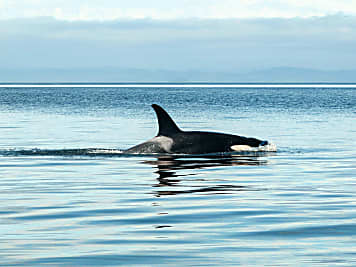 Orcas jagen jetzt auch an der Nordseeküste