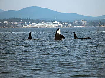 Wal-Attacken: Sperrzone soll Vorfälle zwischen Seglern und Orcas eindämmen
