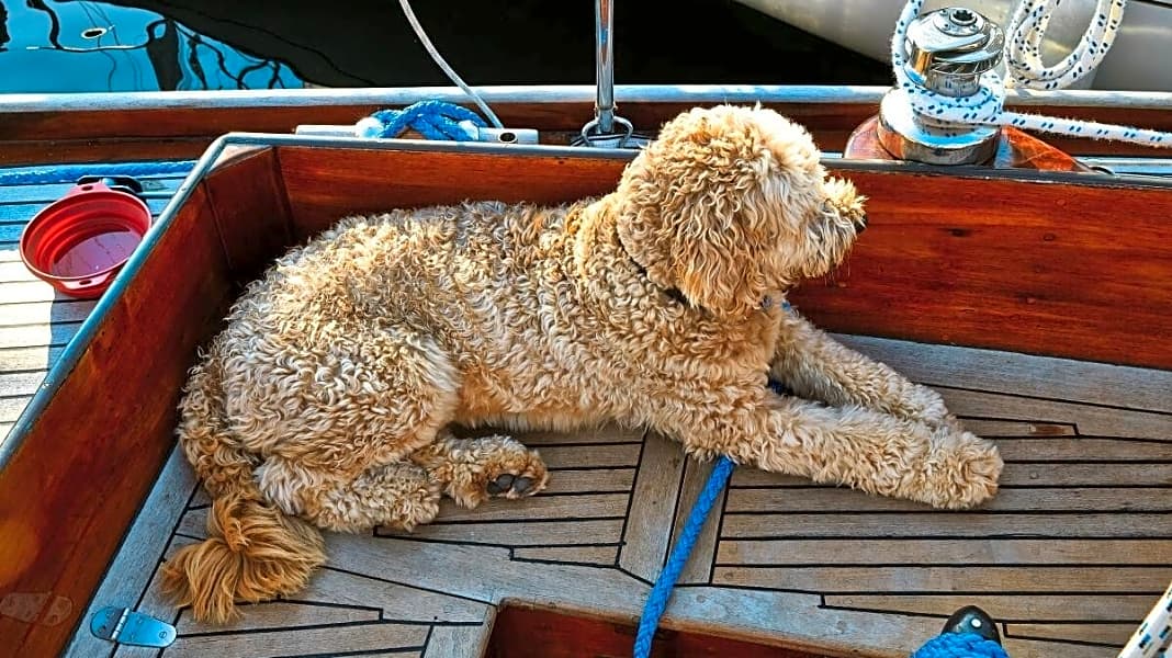 Tiere an Bord: Segeln mit Hund: 10 Tipps für Törns mit Vierbeinern