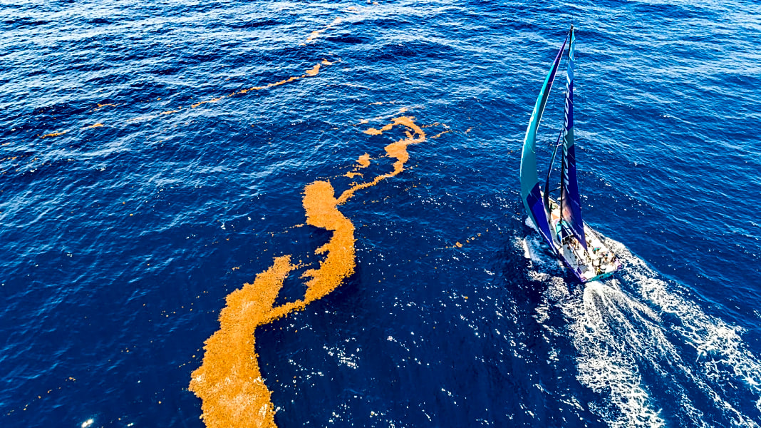 Volvo Ocean Race: Die Qualen mit dem Seegras der Sargassosee