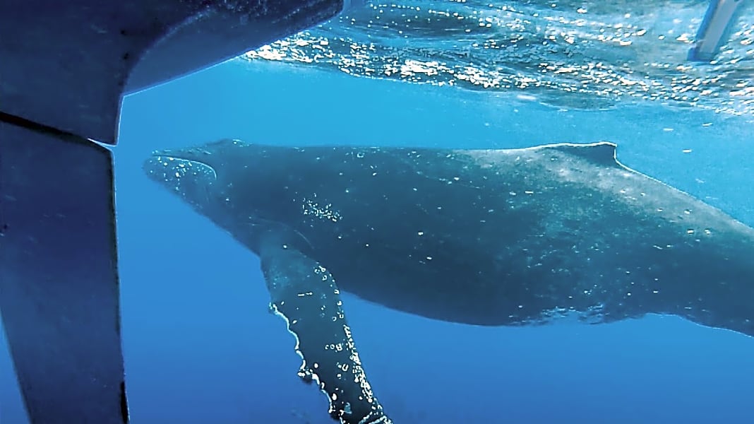 Blauwasser: Wal-Kollision auf dem Pazifik