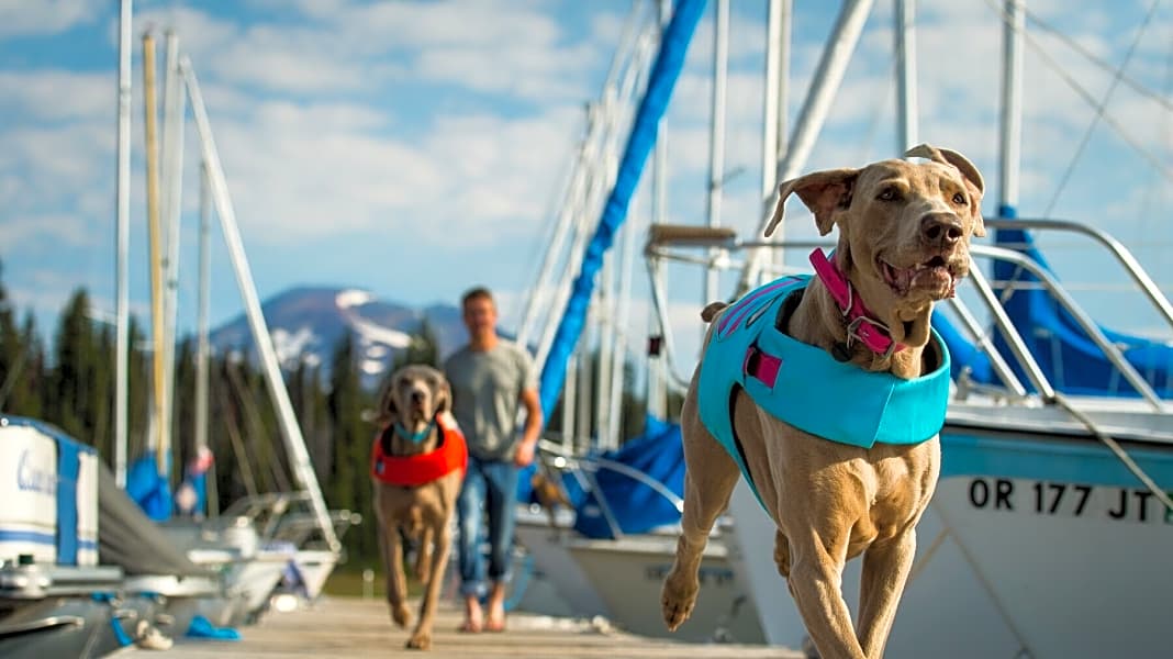 Ausrüstung für den Bordhund: Was Hunde an Bord brauchen: zehn Tipps