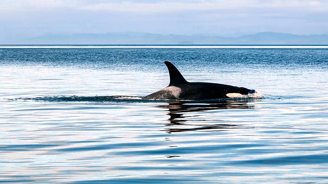Walsichtungen: Orcas jagen jetzt auch an der Nordseeküste