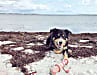 6. Spielzeug

 Ein Segeltörn sollte auch für den Hund Urlaub sein – und gerade da gehört das Spielen dazu. Für echte See-Hunde gibt es speziell schwimmfähiges Spielzeug im Fachhandel.