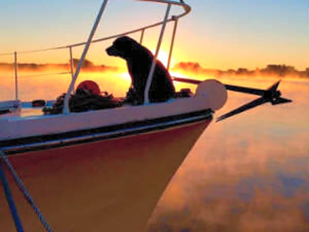 Lazy Daisy wacht übers Vorschiff. www.spinsheet.com/boat-dogs/sailing-dogs