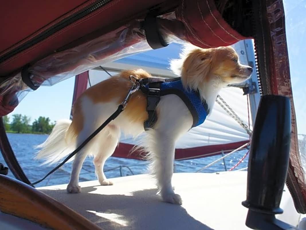 Die Besitzer von Montecristo haben ein eigenes Unternehmen gegründet – Montecristo Travels Inc. –, um Menschen das Segeln mit einem kleinen Hund nahezubringen. www.montecristotravels.com